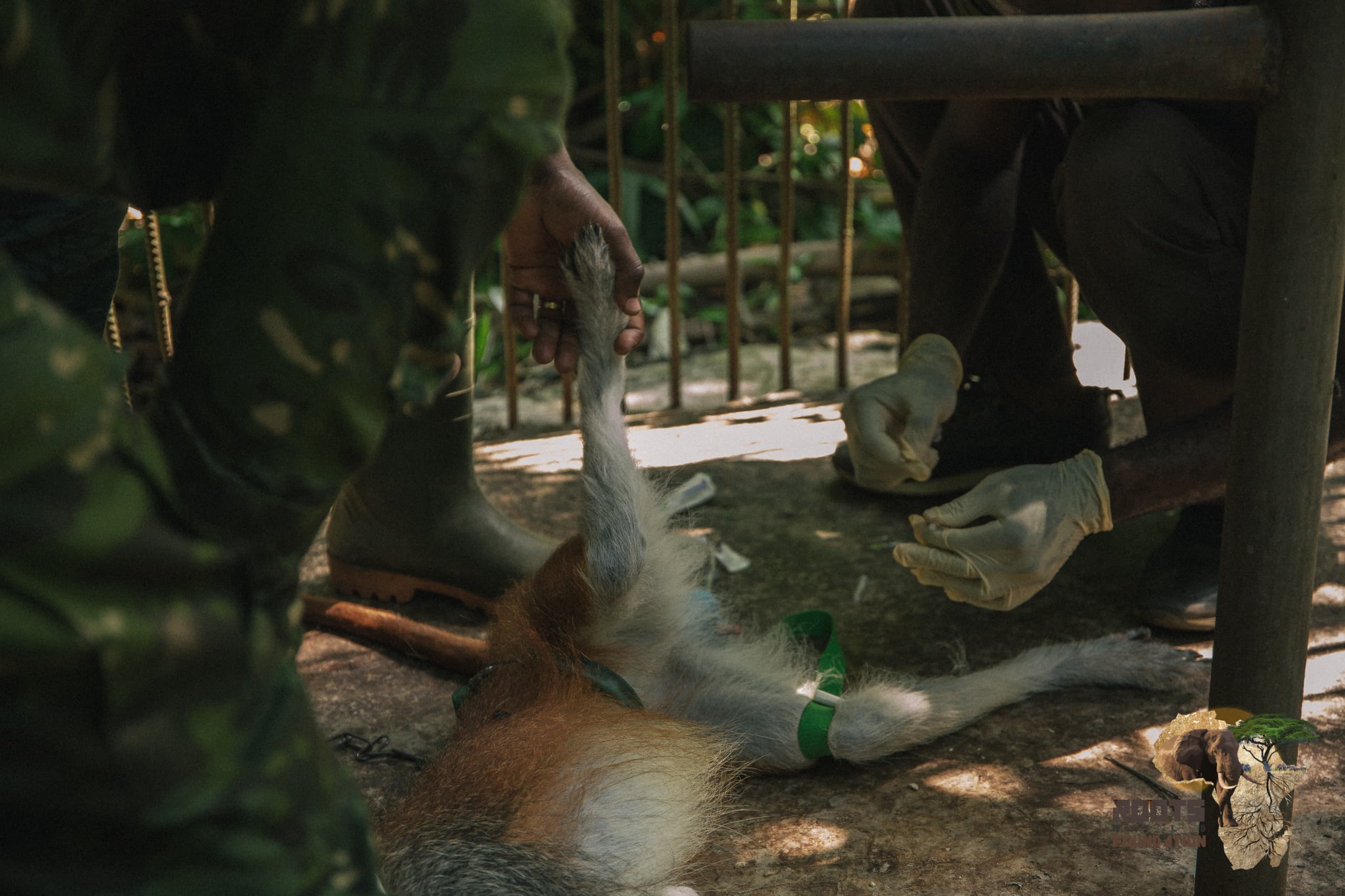 Capture animal