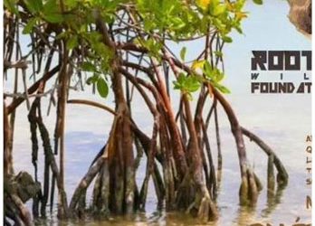 LES MANGROVES !!!