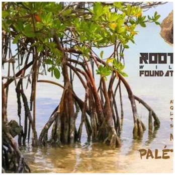 LES MANGROVES !!!