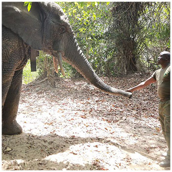 L&rsquo;éléphant « LE GROS »